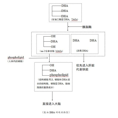 DHA“王炸”来了！更易吸收的sn-2位DHA藻油，目测这个原料未来必火！